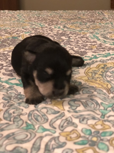 Bourbon at 9 days old