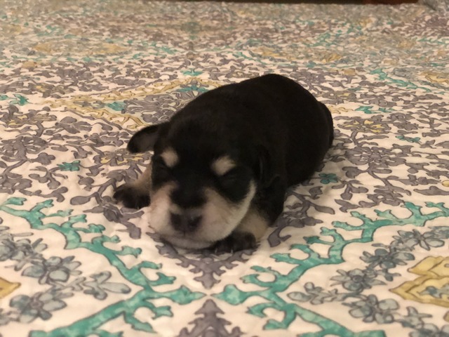 Max at 9 days old