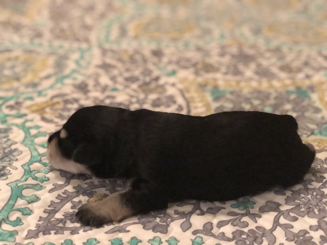 Max at 9 days old