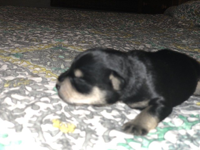 Maggie Mae at 9 days old