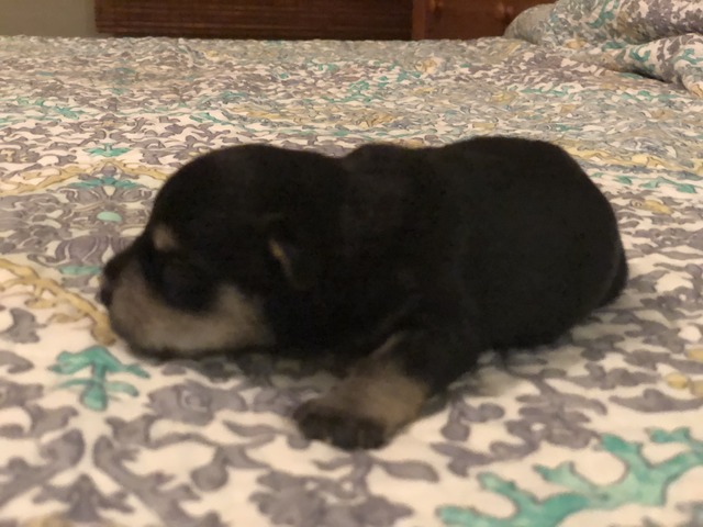 Maggie Mae at 9 days old