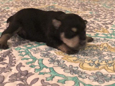 Bourbon at 9 days old