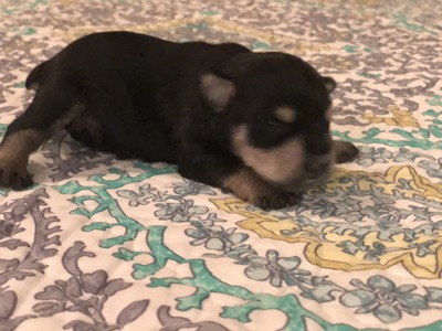 Bourbon at 9 days old