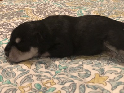 Chole at 9 days old