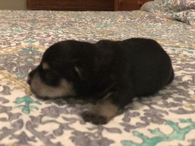 Maggie Mae at 9 days old