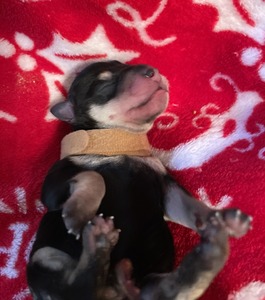 Mr. Sherlock 15 minutes old
