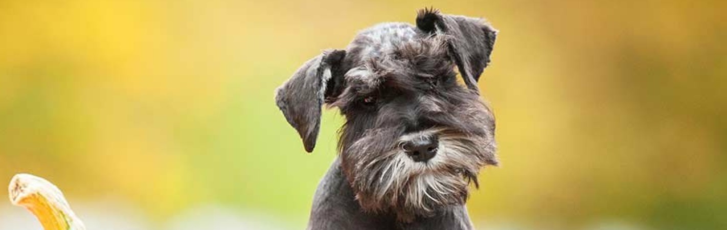 are carrots good for a miniature schnauzer