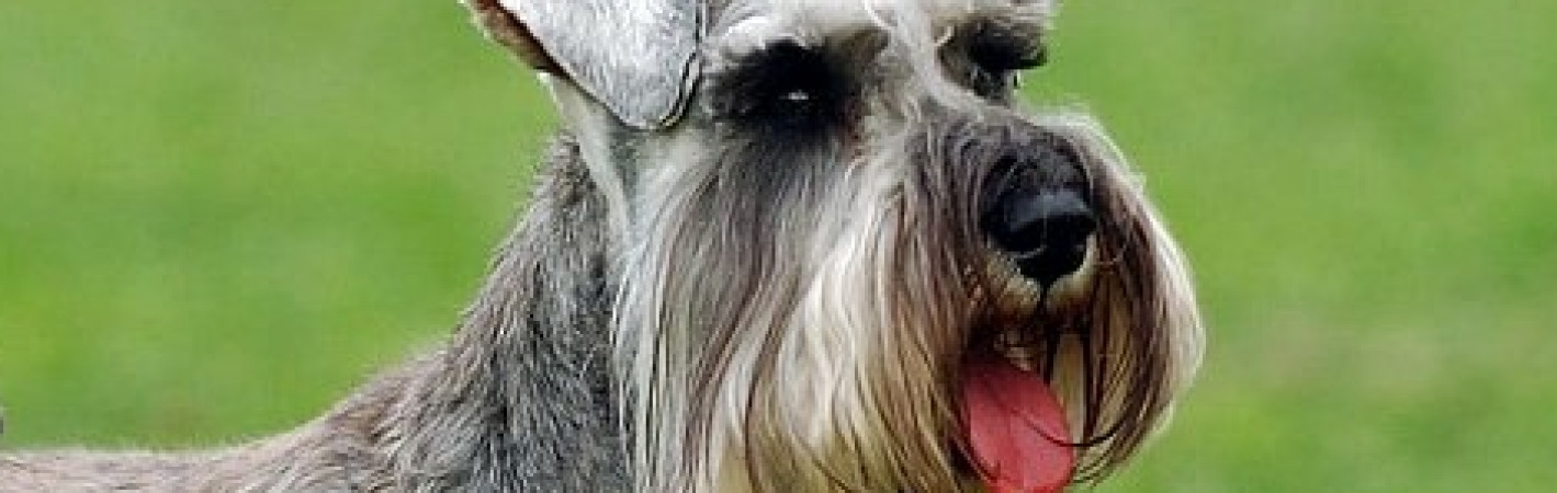 are carrots good for a miniature schnauzer