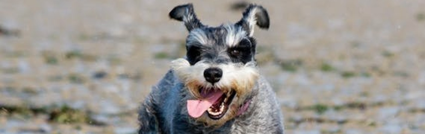 are carrots good for a miniature schnauzer